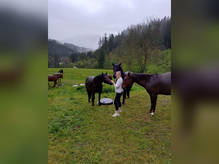 Haflinger Mestizo Yegua 2 años 150 cm Castaño oscuro in Waldkirchen