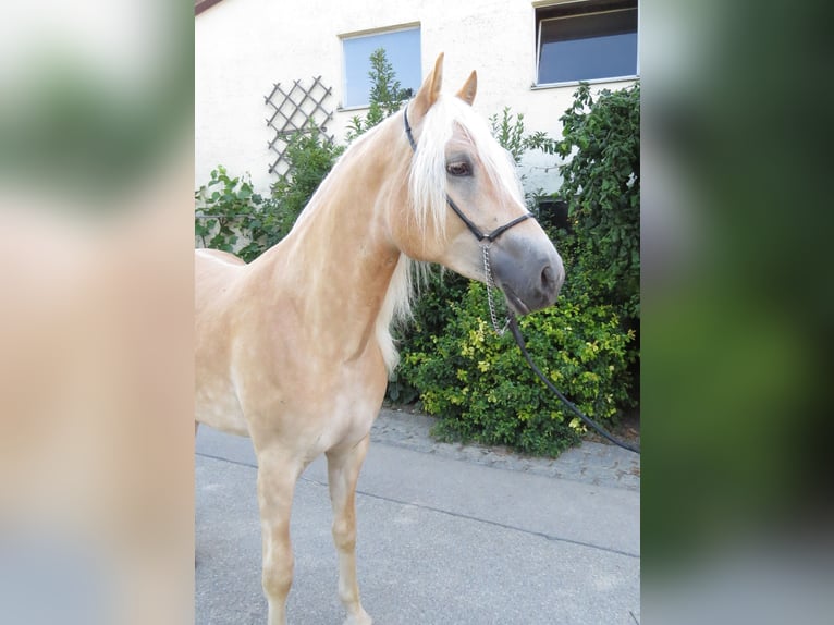 Haflinger Yegua 2 años 151 cm Alazán in Schrozberg