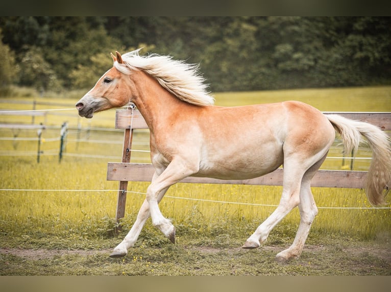 Haflinger Yegua 2 años 151 cm Alazán in Velden