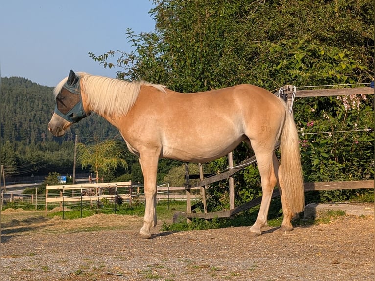 Haflinger Yegua 2 años 151 cm Alazán in Velden