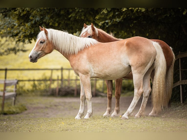 Haflinger Yegua 2 años 151 cm Alazán in Velden