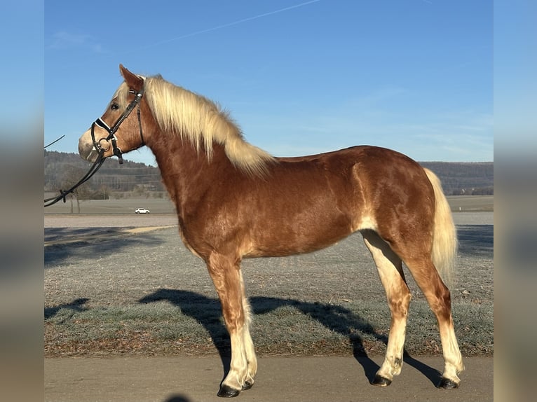 Haflinger Yegua 2 años 154 cm Alazán in Riedlingen