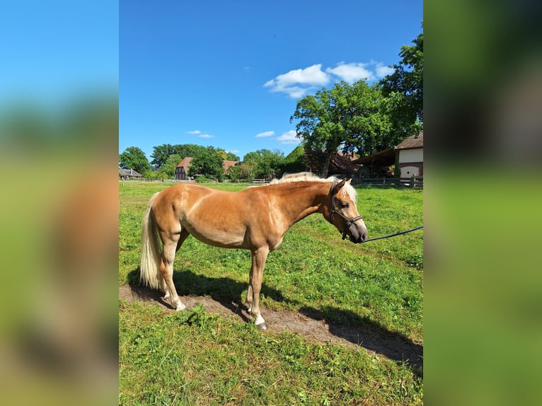 Haflinger Yegua 2 años 155 cm Alazán in Ahnsbeck