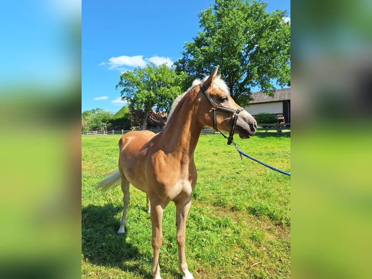 Haflinger Yegua 2 años 155 cm Alazán in Ahnsbeck