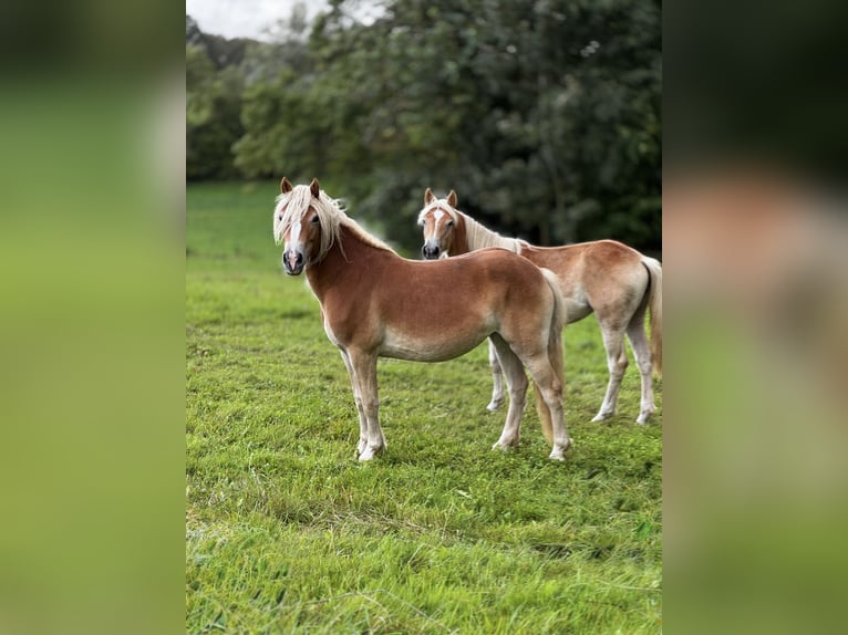 Haflinger Yegua 2 años Alazán in Seedorf