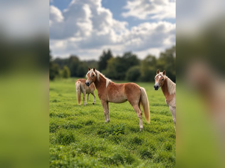 Haflinger Yegua 2 años Alazán in Seedorf