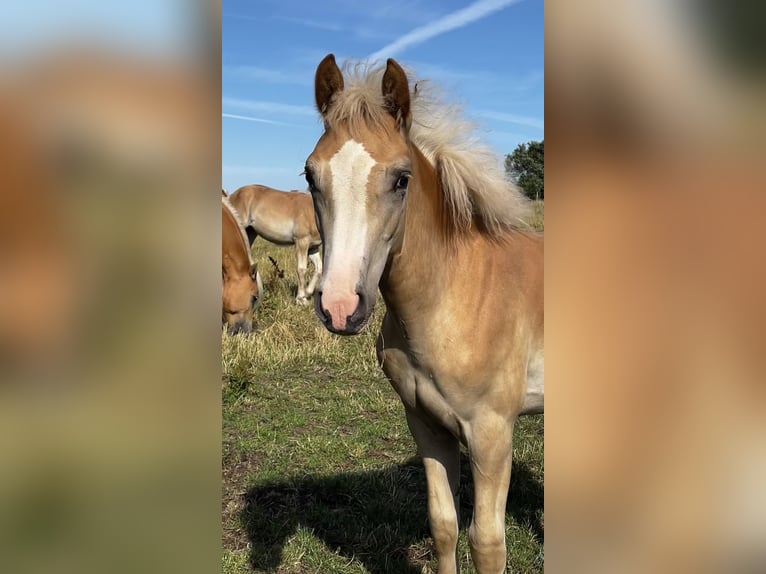 Haflinger Yegua 2 años Alazán in Seedorf