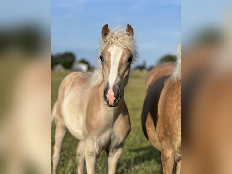 Haflinger Yegua 2 años Alazán in Seedorf