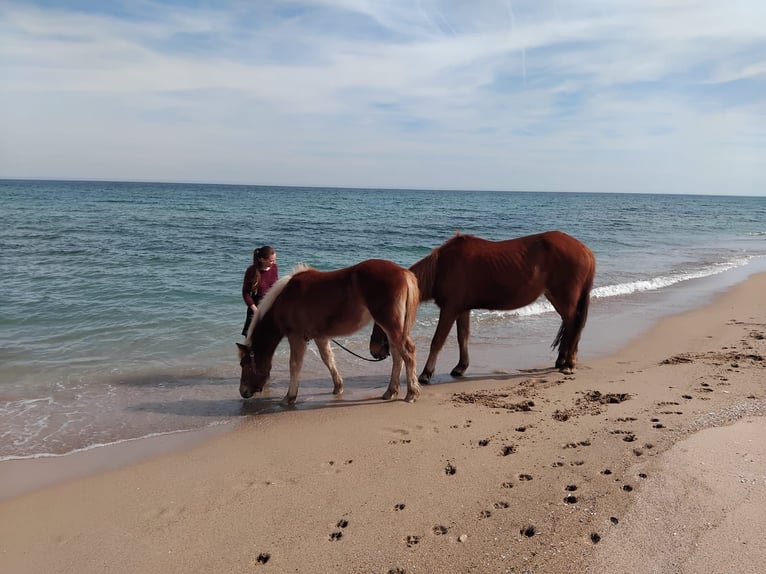 Haflinger Mestizo Yegua 2 años Alazán in Сираково / Sirakovo
