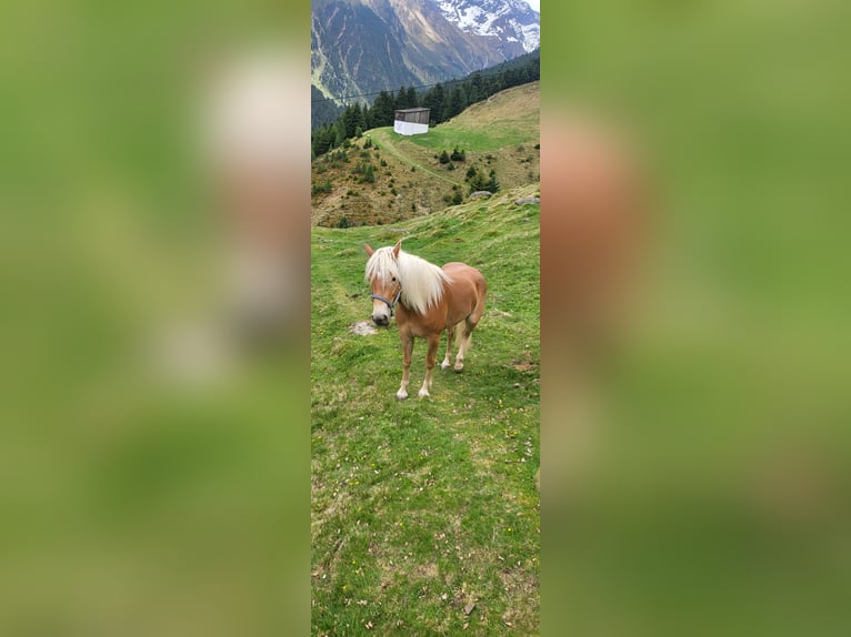 Haflinger Yegua 2 años  in St.Sigmund