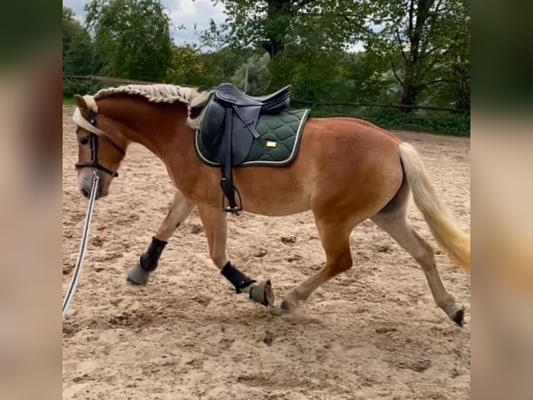 Haflinger Yegua 3 años 142 cm Alazán in Gelsenkirchen