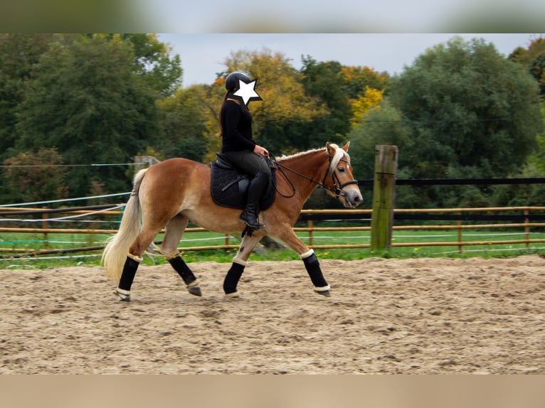 Haflinger Yegua 3 años 142 cm Alazán in Gelsenkirchen