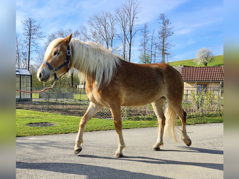 Haflinger Yegua 3 años 143 cm Alazán in Oberndorf an der Melk