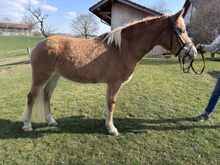 Haflinger Yegua 3 años 143 cm  in Reichertsheim