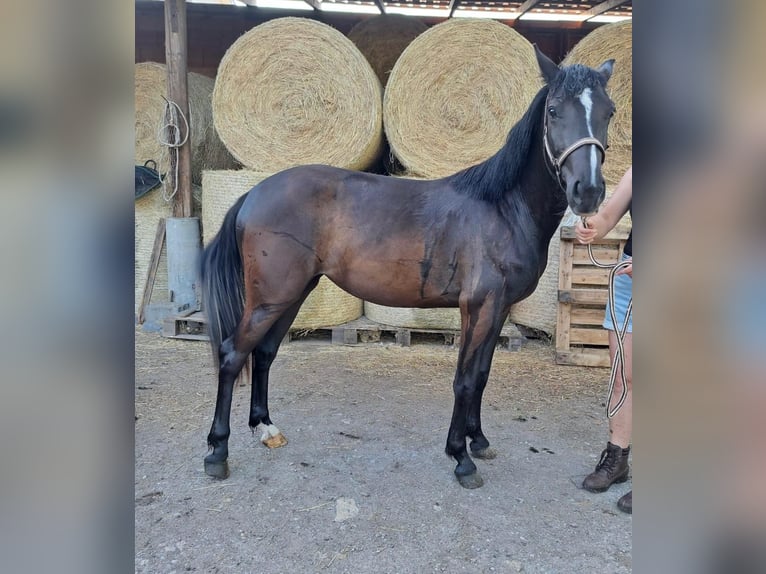 Haflinger Mestizo Yegua 3 años 144 cm Negro in Sömmerda Ortsteil Orlishausen