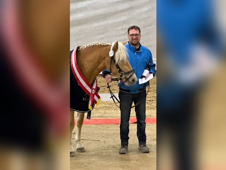 Haflinger Yegua 3 años 145 cm Alazán in Kohfidisch