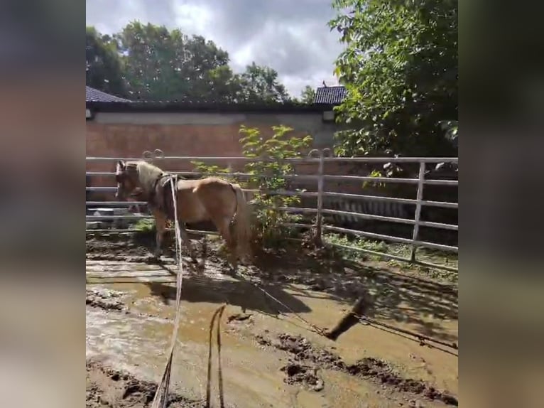 Haflinger Yegua 3 años 145 cm in D&#xF6;britschen