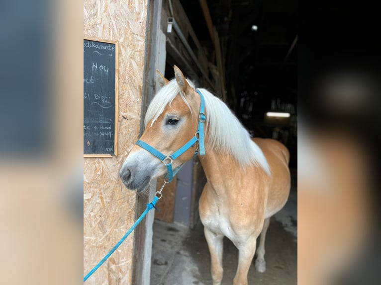 Haflinger Yegua 3 años 146 cm Alazán in St. Leonhard