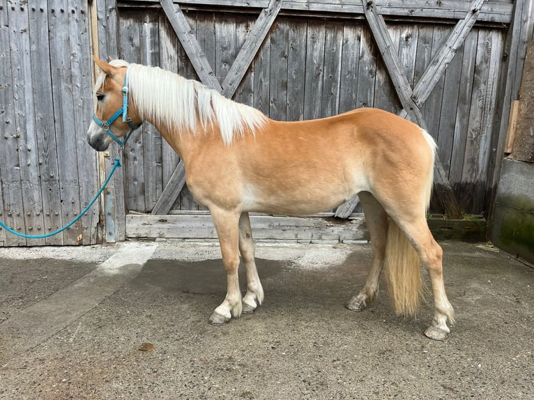 Haflinger Yegua 3 años 146 cm Alazán in St. Leonhard