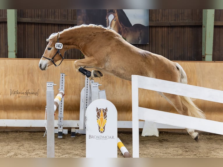 Haflinger Yegua 3 años 146 cm Alazán in Stadtschlaining