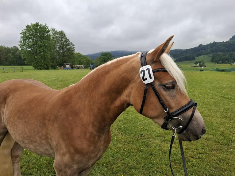 Haflinger Yegua 3 años 147 cm Alazán in Flintsbach