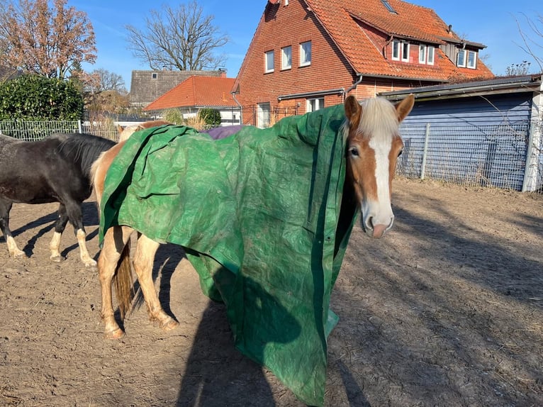 Haflinger Yegua 3 años 148 cm Alazán in Meine