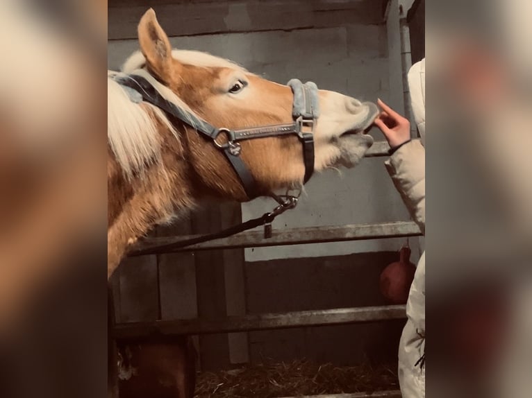 Haflinger Yegua 3 años 148 cm Alazán in Meine