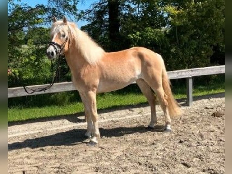 Haflinger Yegua 3 años 148 cm Alazán in Süderlügum