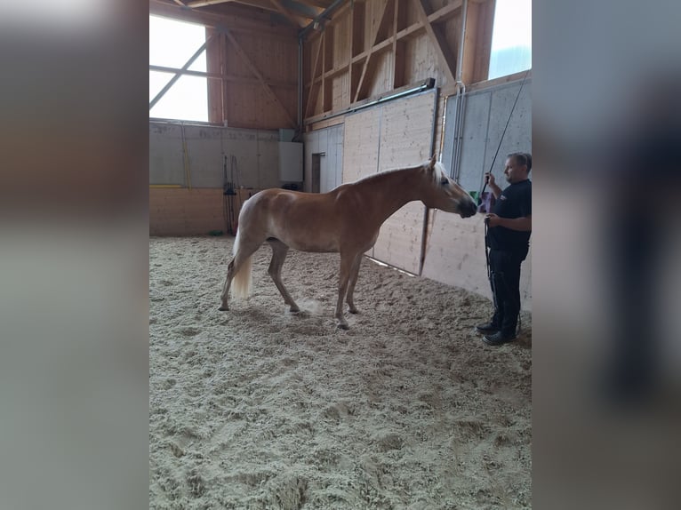 Haflinger Yegua 3 años 148 cm Alazán in Schindlau