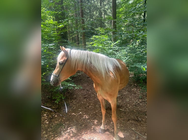 Haflinger Yegua 3 años 148 cm Alazán in Schindlau