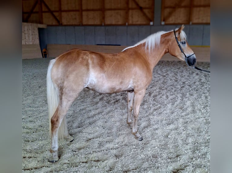 Haflinger Yegua 3 años 148 cm Alazán in Schindlau