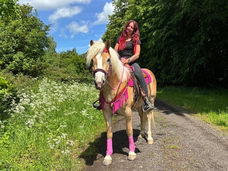 Haflinger Yegua 3 años 148 cm Alazán in Linkenbach