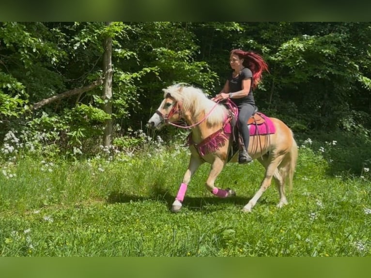 Haflinger Yegua 3 años 148 cm Alazán in Linkenbach