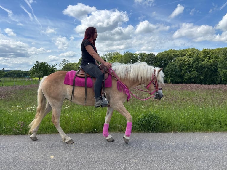 Haflinger Yegua 3 años 148 cm Alazán in Linkenbach