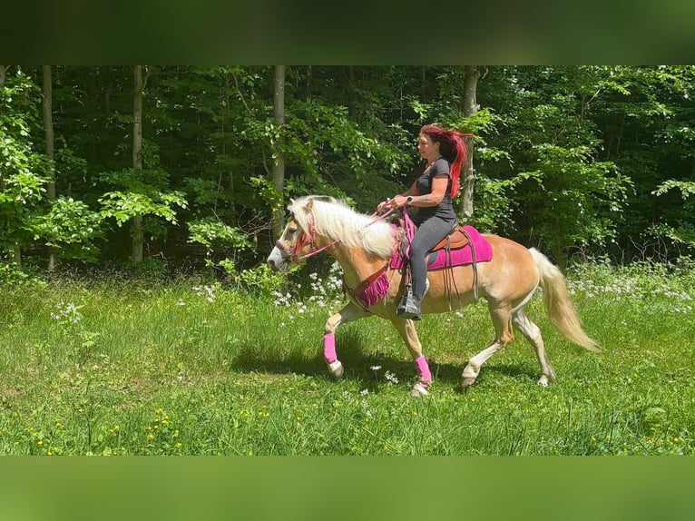 Haflinger Yegua 3 años 148 cm Alazán in Linkenbach