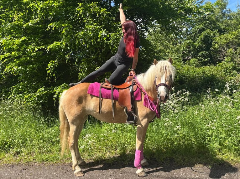 Haflinger Yegua 3 años 148 cm Alazán in Linkenbach