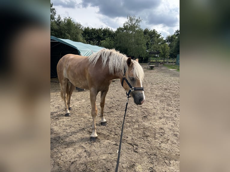 Haflinger Yegua 3 años 148 cm Alazán in Haren