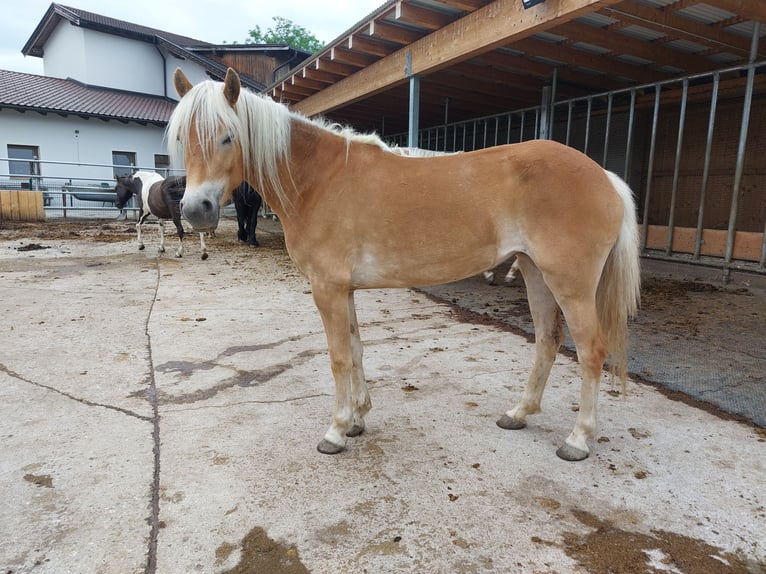 Haflinger Yegua 3 años 148 cm Alazán in Kirchbichl