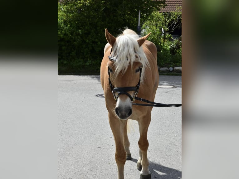 Haflinger Yegua 3 años 148 cm in Unterthingau