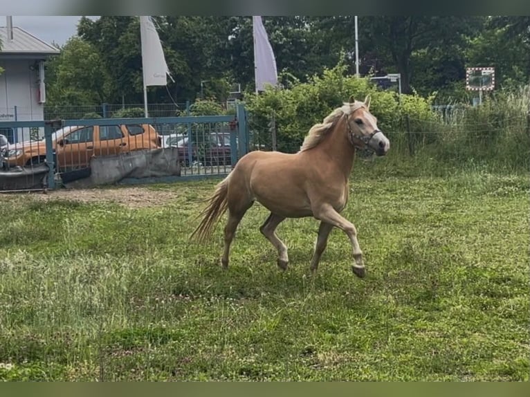 Haflinger Yegua 3 años 149 cm Alazán in Niederzier