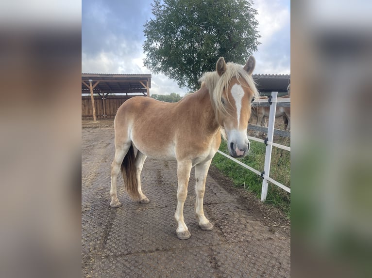 Haflinger Yegua 3 años 149 cm in Schönhagen