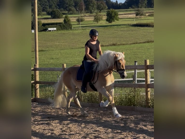 Haflinger Yegua 3 años 150 cm Alazán in Engelsbrand