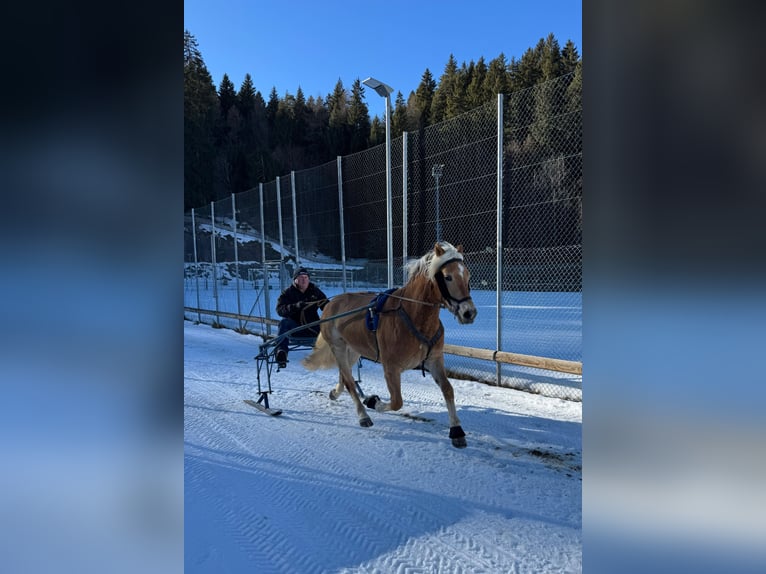 Haflinger Yegua 3 años 150 cm Alazán in St. Leonhard in Passeier
