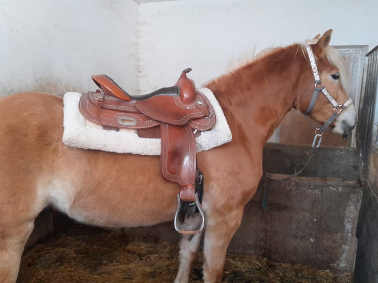 Haflinger Yegua 3 años 150 cm Alazán in St. Leonhard in Passeier