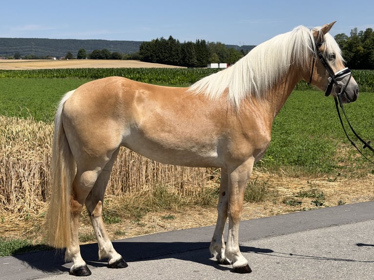 Haflinger Yegua 3 años 150 cm Alazán in Riedlingen