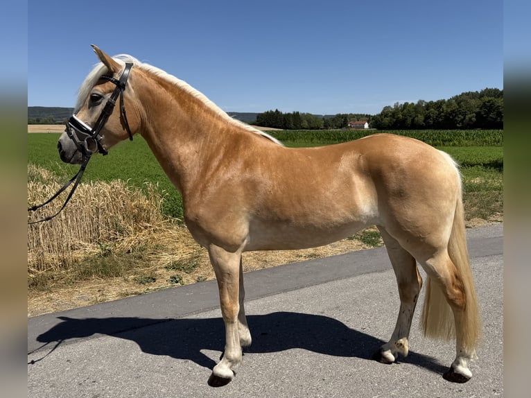 Haflinger Yegua 3 años 150 cm Alazán in Riedlingen