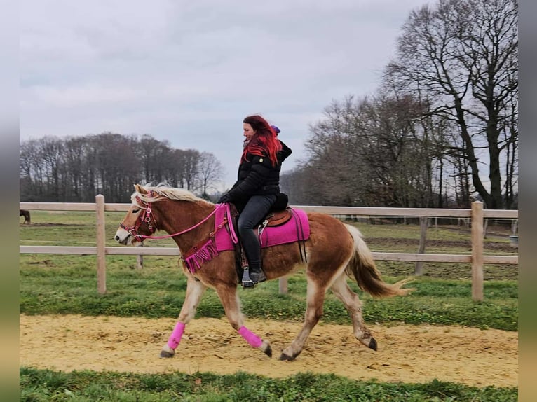Haflinger Yegua 3 años 150 cm Alazán in Linkenbach