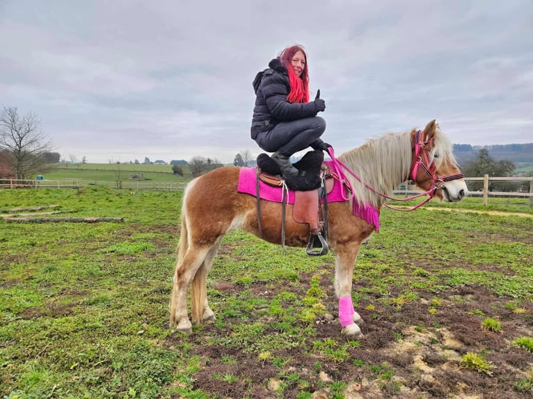 Haflinger Yegua 3 años 150 cm Alazán in Linkenbach