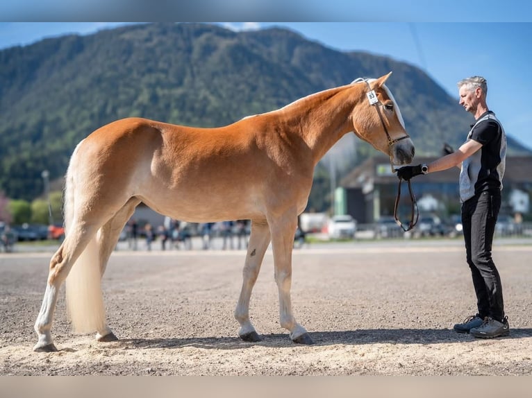 Haflinger Yegua 3 años 150 cm Alazán rojizo in Arzl im Pitztal