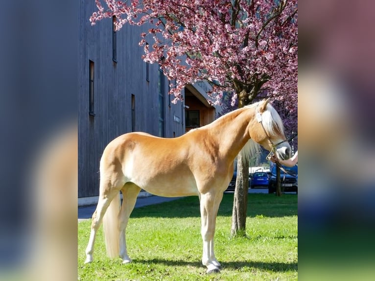 Haflinger Yegua 3 años 150 cm Alazán rojizo in Arzl im Pitztal